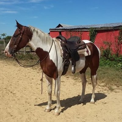 Paint horse saddled in sand arena