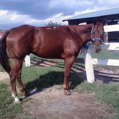 Chestnut horse by fence at farm