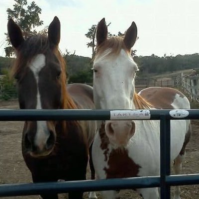 Two friendly horses at gate