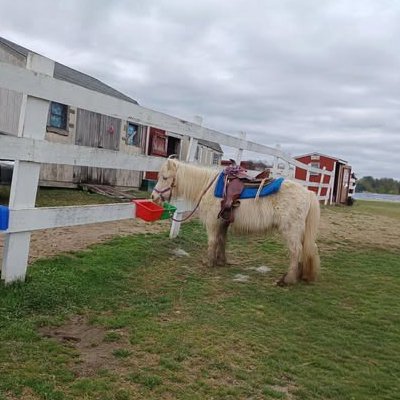 Pony at fence near red bucket