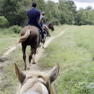 View between horse ears across meadow
